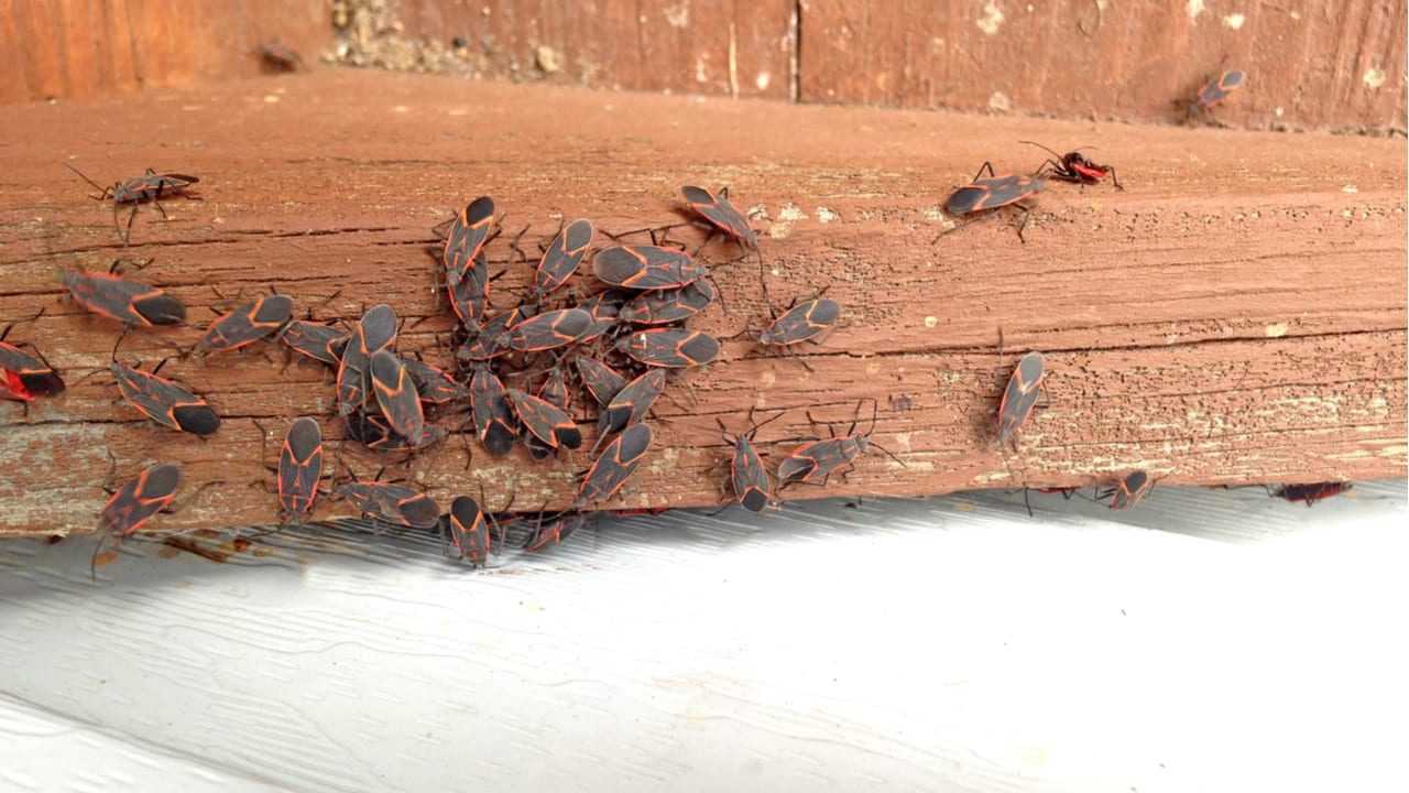 Ungeziefer an einem Stück Holz