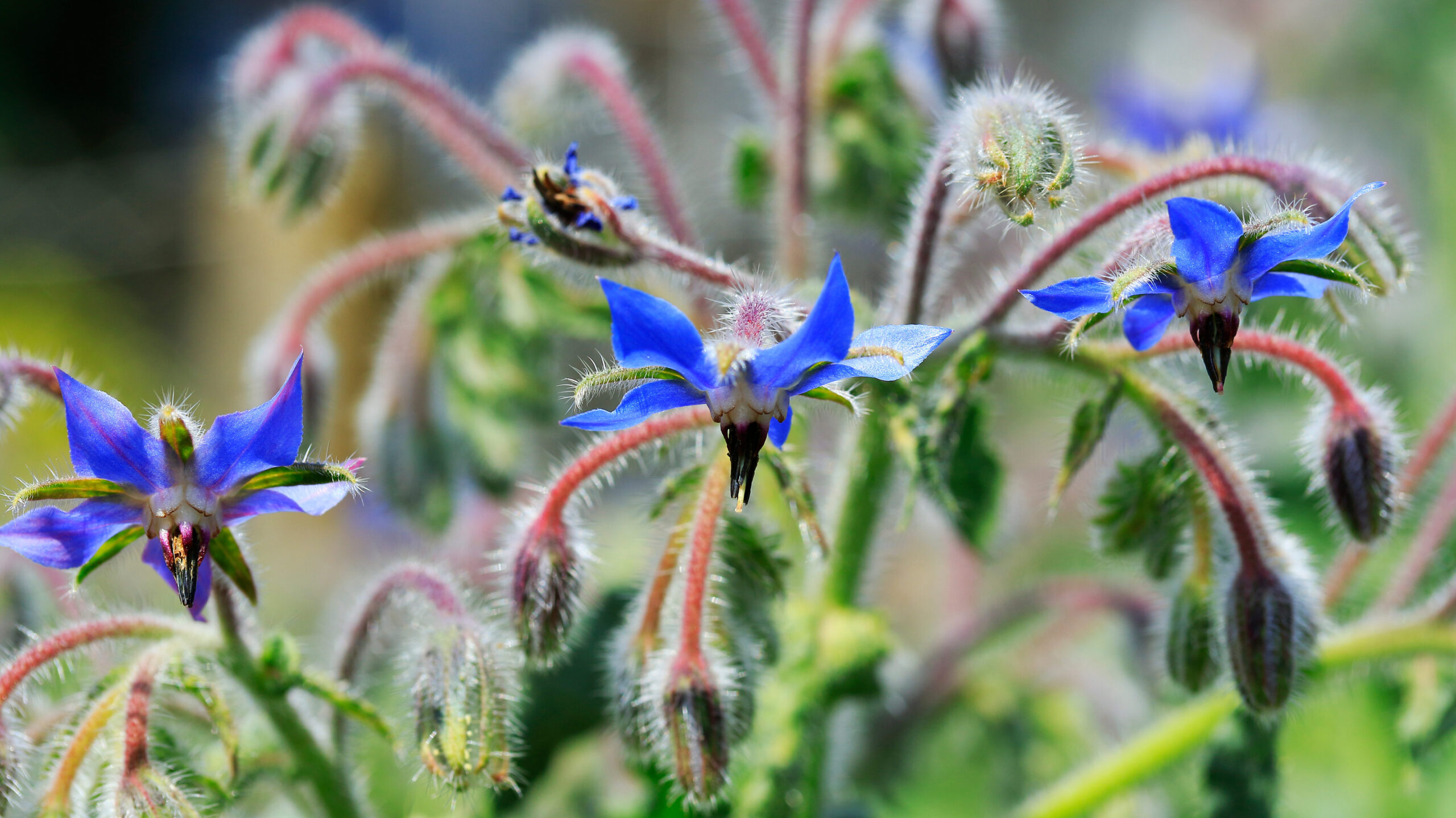 Pflanzen gegen Mücken Borretsch