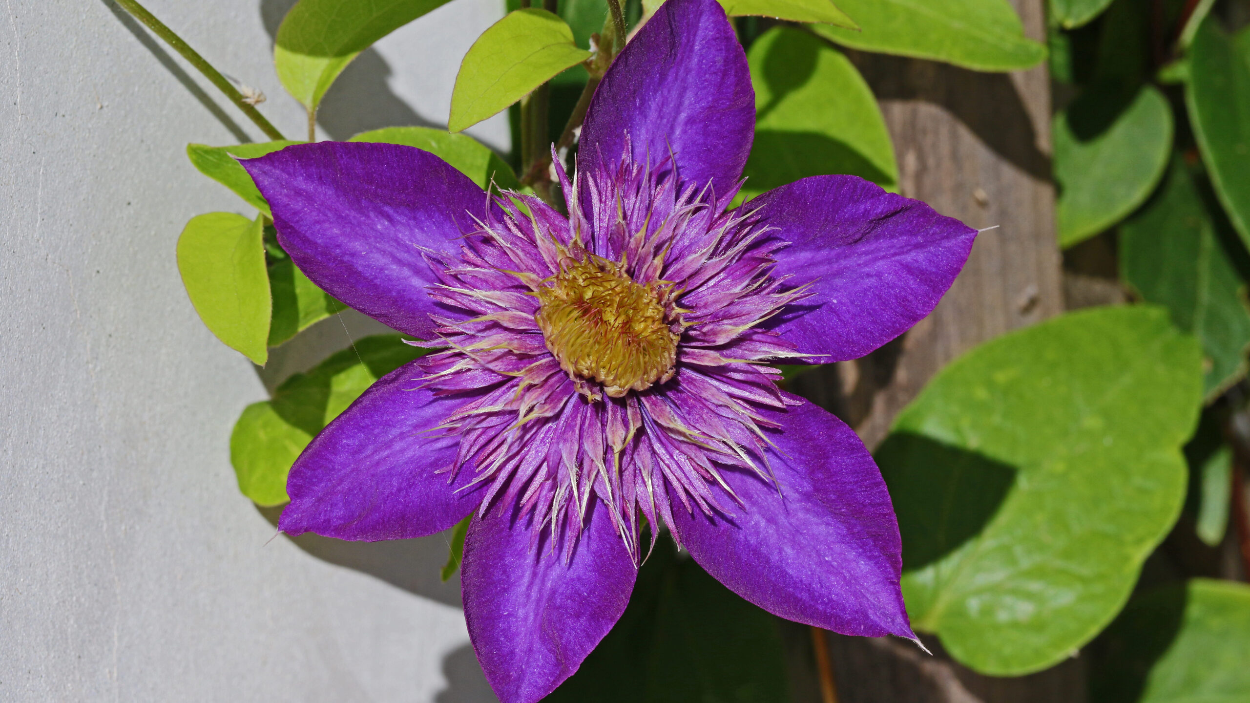Clematis bienenfreundliche Balkonplanzen