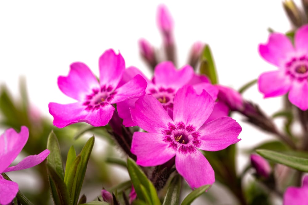 Die Blüte der Polsterphlox