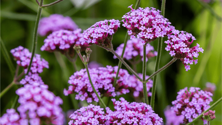 Produktbild von Purpurblättriges Eisenkraut - Verbena Officinalis Bamton - 20+ Samen Z 127