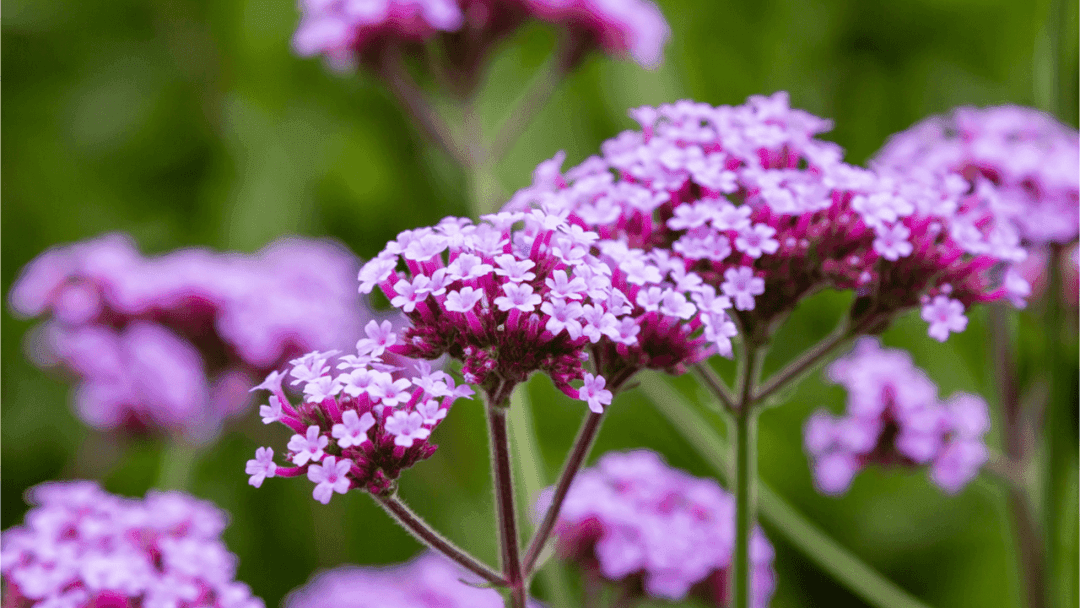 25 bienenfreundliche Blumen für die perfekte Bienenwiese
