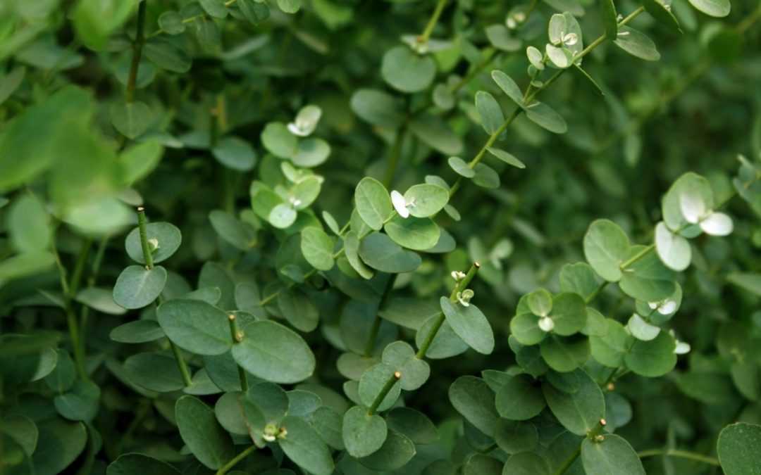Eukalyptus überwintern: Das gilt es zu beachten