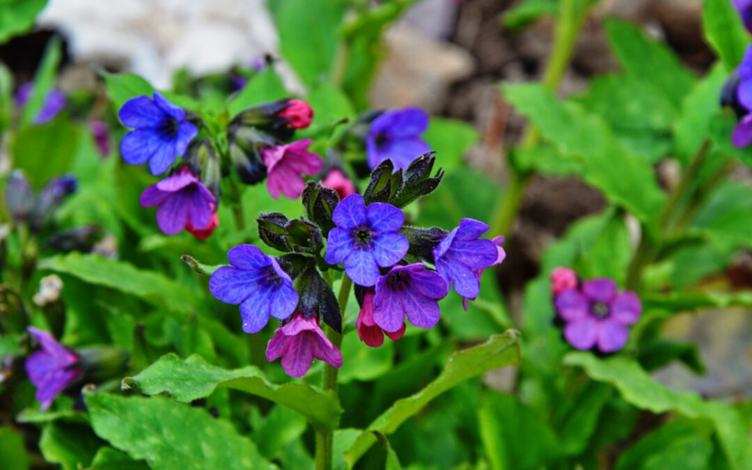 14 Stauden für schattige Plätze im Garten