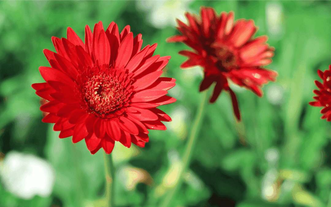 Gerbera Pflege – So einfach geht’s