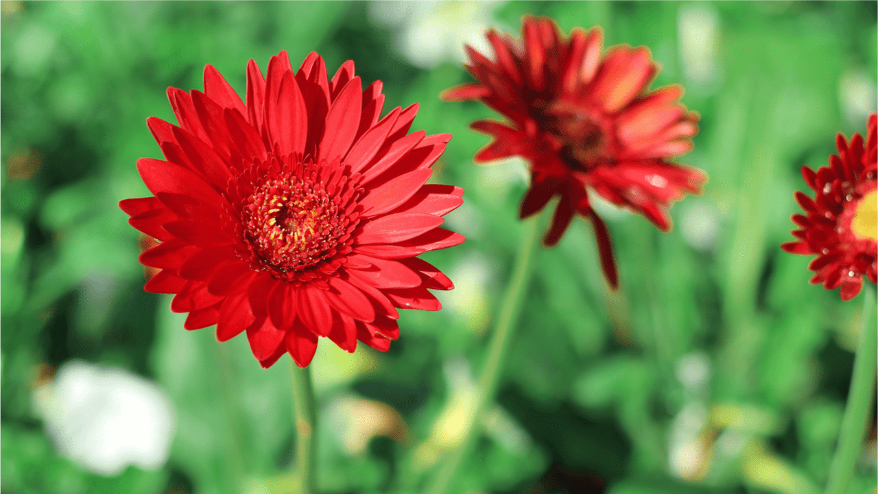 10 beliebte Sommerblumen für Ihren Garten wichtige Tipps zur Pflege