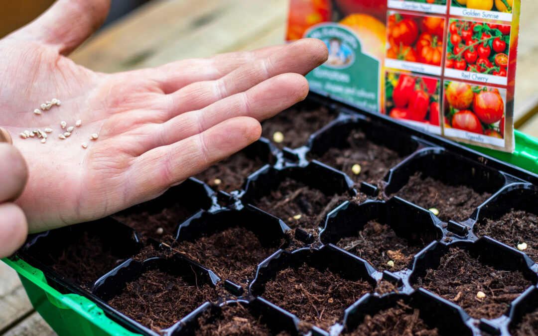 10 Fehler beim Tomaten vorziehen vermeiden – so gelingt’s ganz einfach