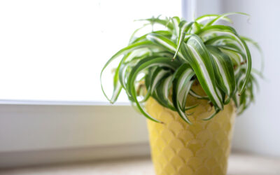 Luftreinigende Zimmerpflanzen – grüne Deko mit großem Effekt