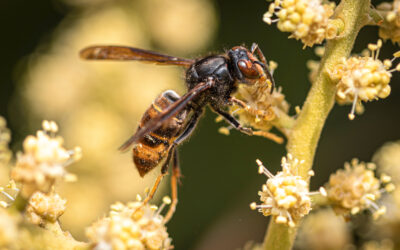 Neue Gefahr im Garten: Wie der Klimawandel invasive Schädlinge nach Deutschland bringt