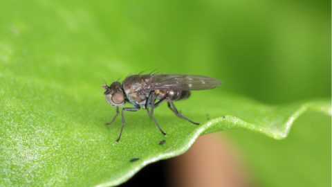 Kleine Fliegen in Pflanzen feststellen, entfernen und vorbeugen