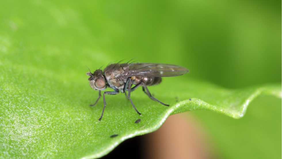 Kleine Fliegen in Pflanzen feststellen, entfernen und vorbeugen