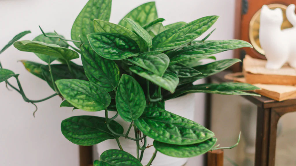 Die Monstera karstenianum verleiht durch ihre stark texturierten, glänzenden Blätter jedem Raum eine exotische Note.