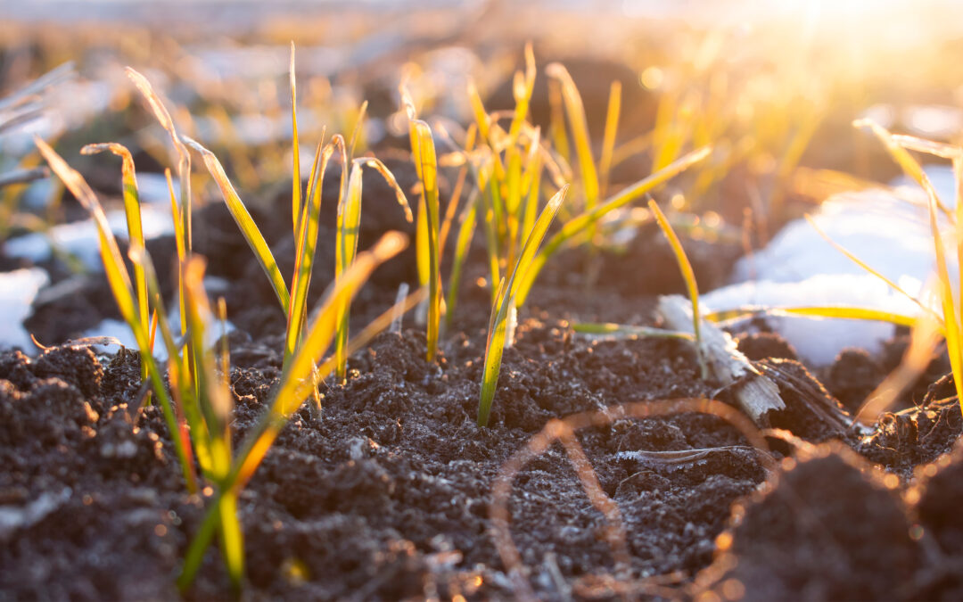 Das Wunder der Kaltkeimer: Warum manche Samen den Frost zum Wachsen brauchen
