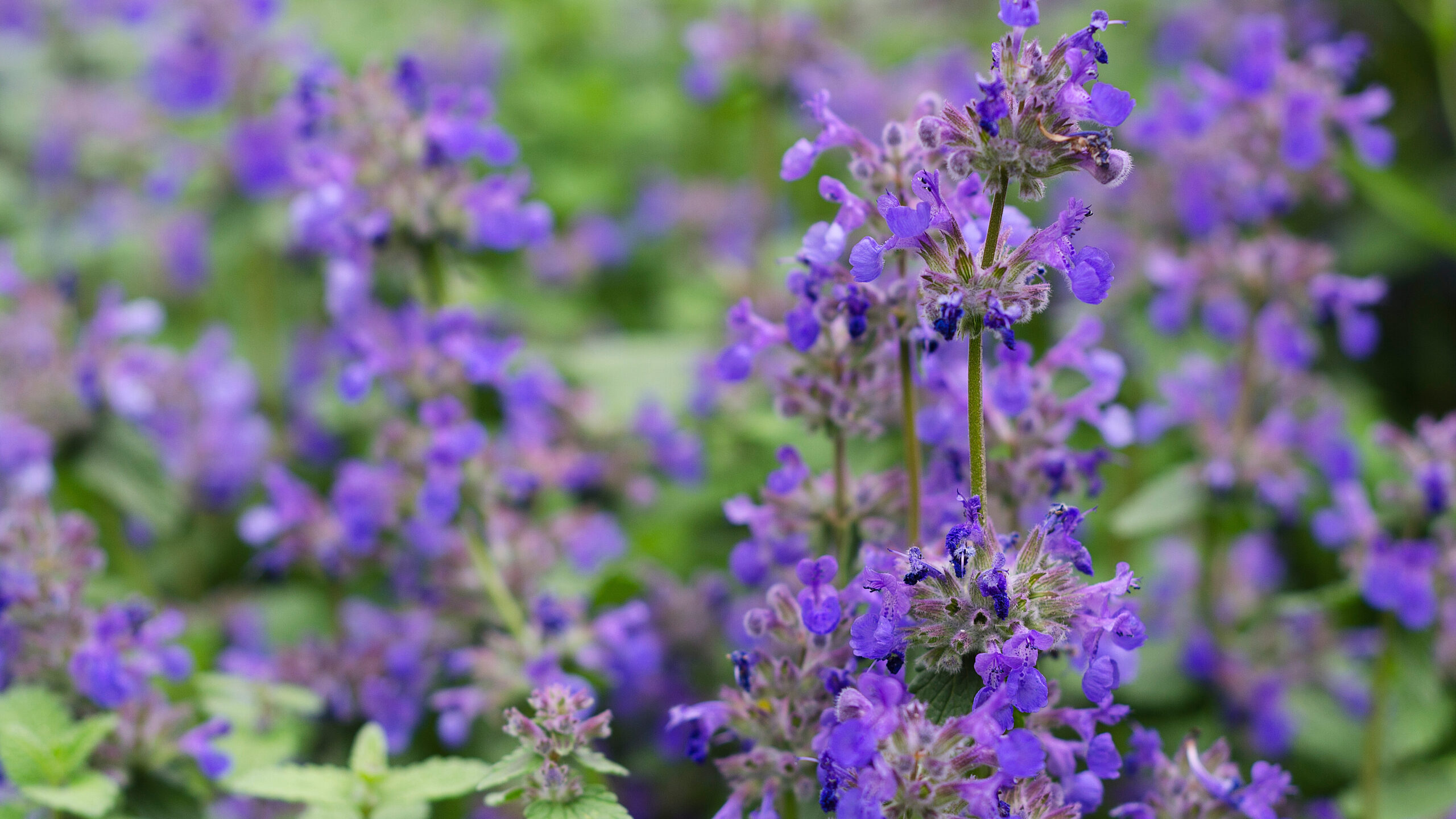Katze-Minze  Pflanzen gegen Mücken