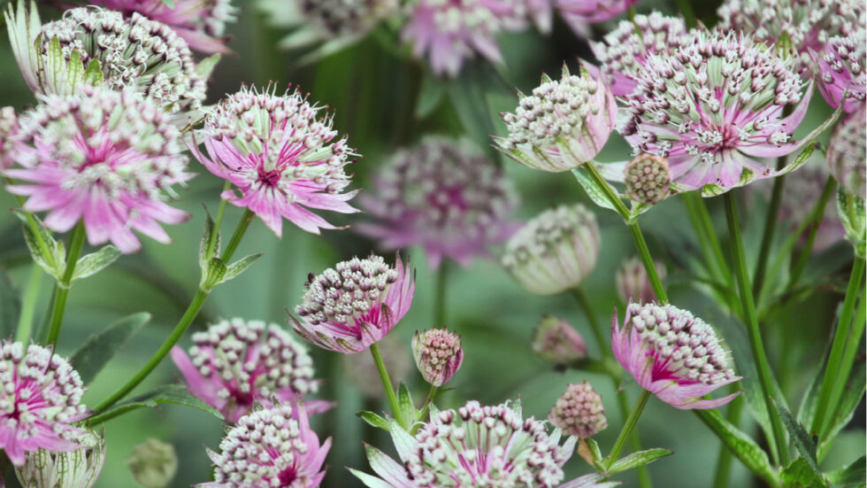 14 Stauden für schattige Plätze im Garten