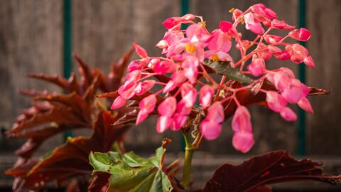 Dragon Wing Begonie
