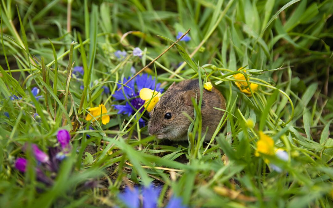 Mäusekot: So beseitigen Sie Spuren im Haus und Garten richtig