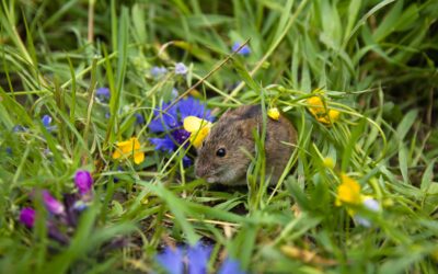 Mäusekot: So beseitigen Sie Spuren im Haus und Garten richtig