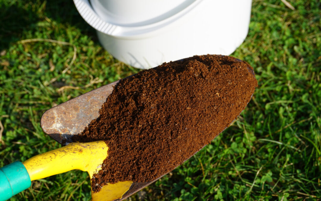 Kaffeesatz gegen Moos im Rasen: SO einfach hilft das Hausmittel