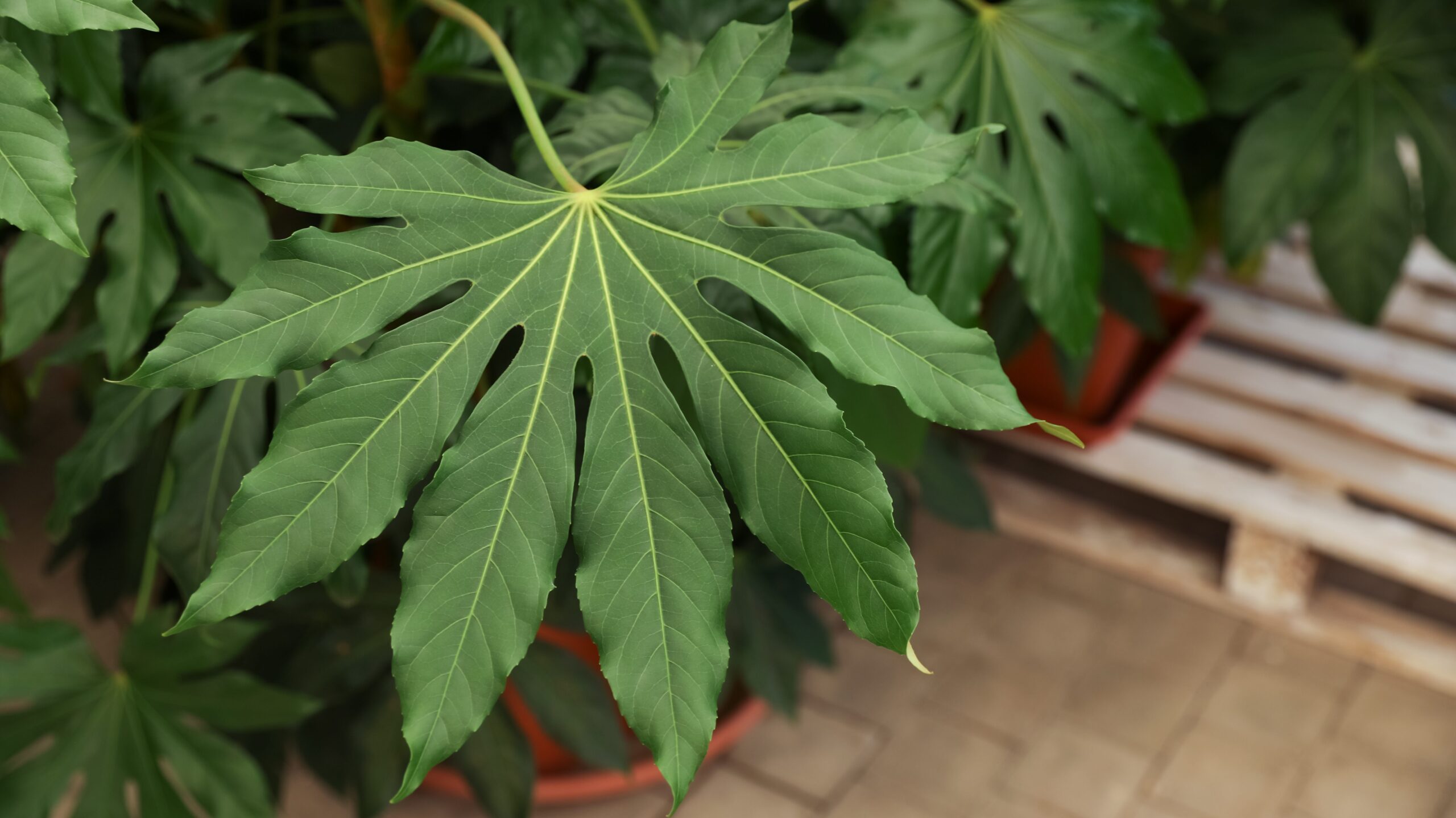 luftreinigende Zimmerpflanzen