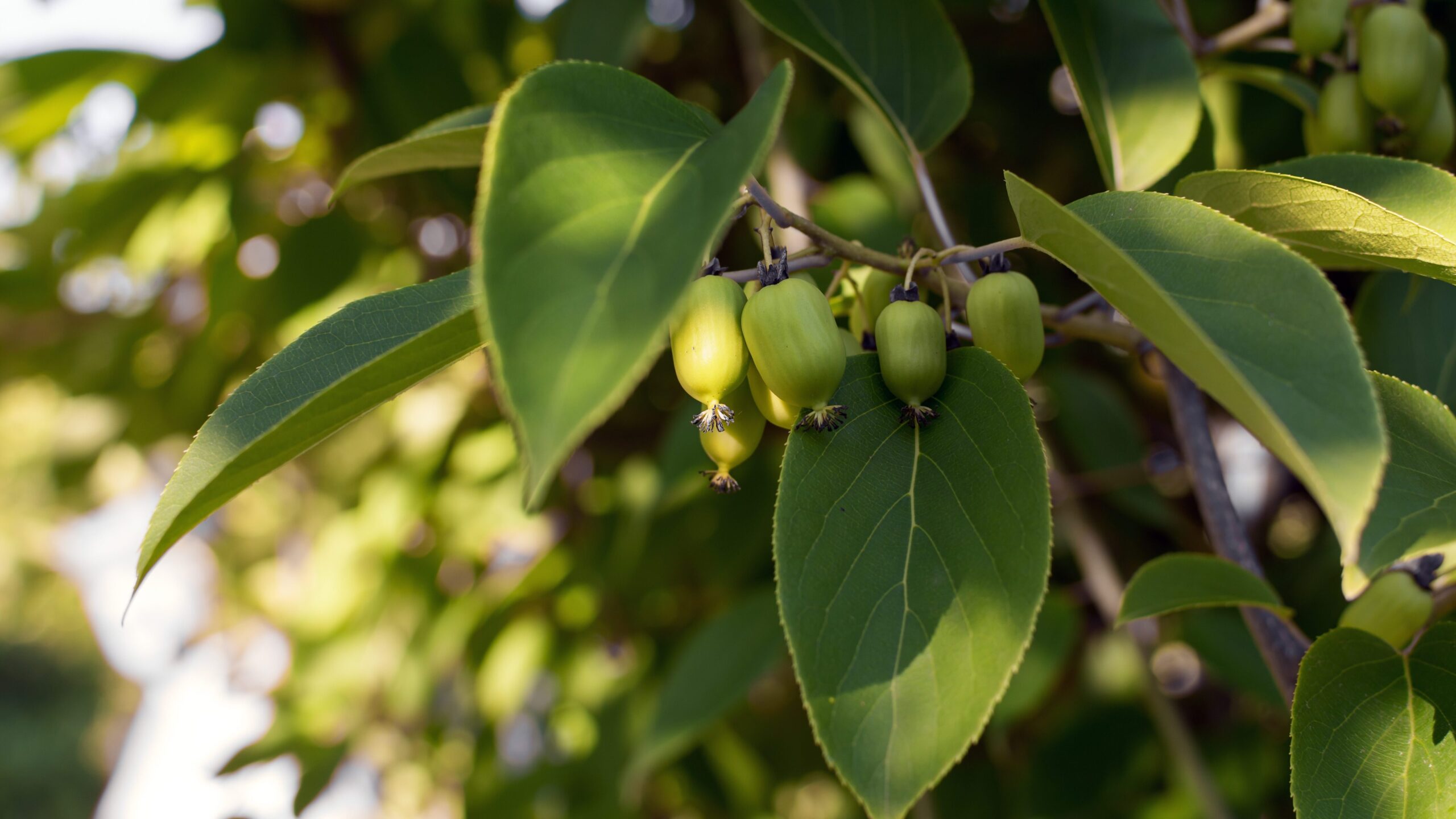 essbare Balkonpflanzen