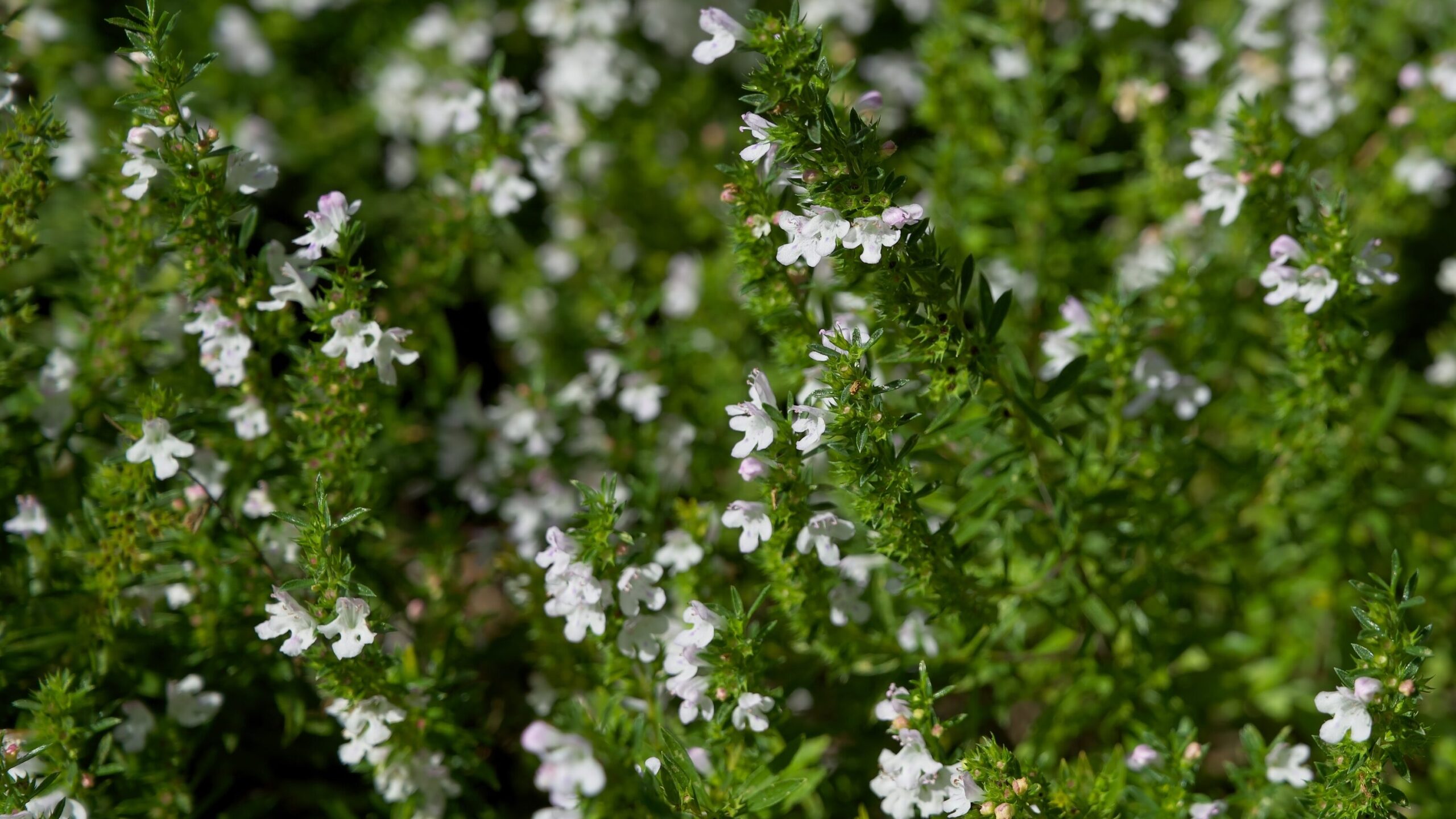 Pflanzen gegen Mücken Bohnenkraut