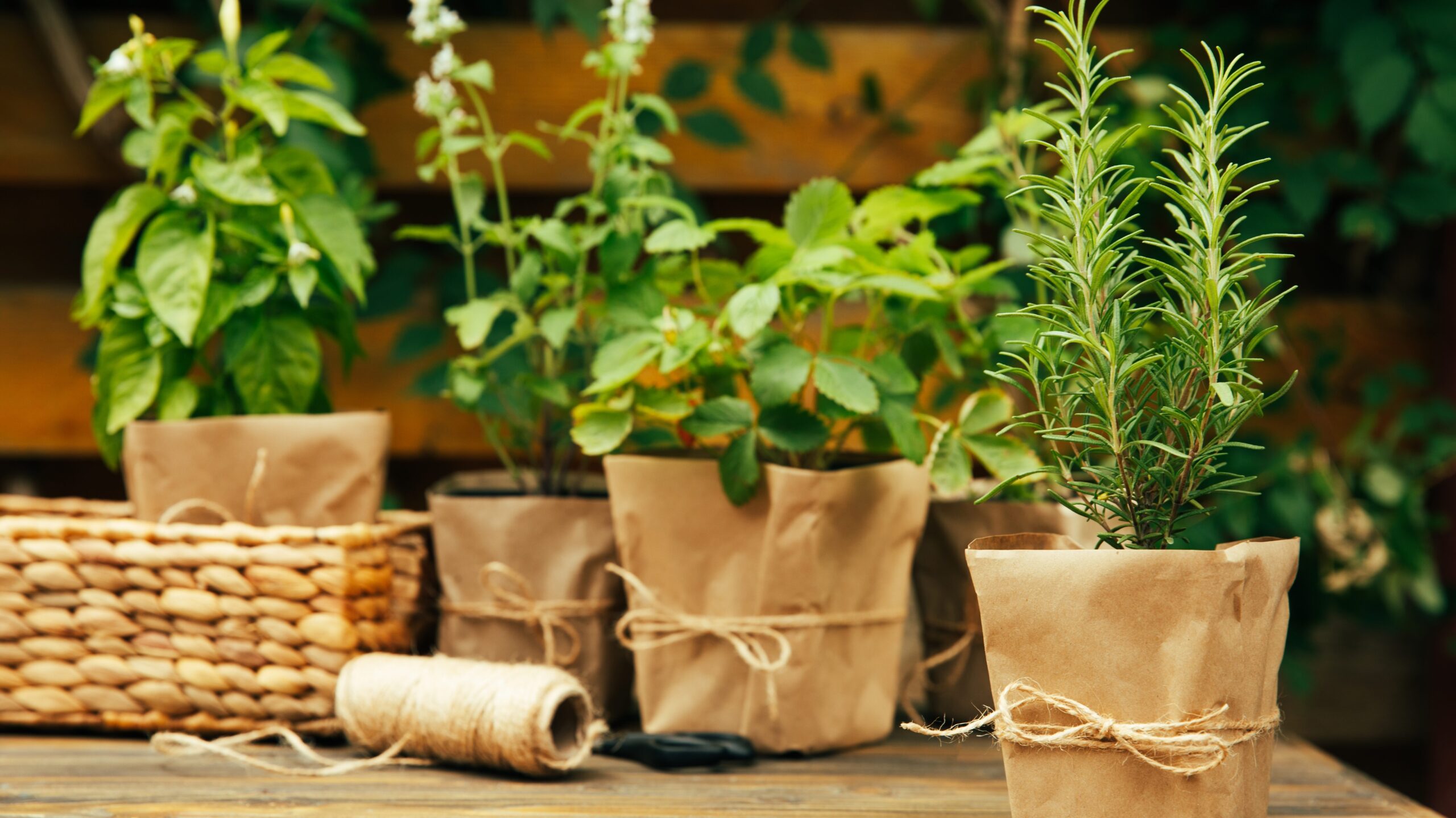 Blumenkästen bepflanzen mit mediterranem Kräuter-Mix aus Rosmarin, Thymian und Oregano