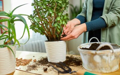 5 Tipps für Baumarkt-Pflanzen – Pflege und Umtopfen leicht gemacht!