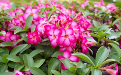 Die Wüstenrose: Pflegetipps für die exotische Wüstenkönigin