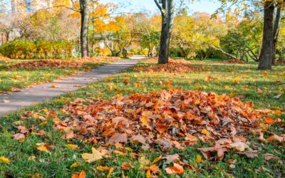 Herbstlaub sinnvoll nutzen: Kostenloser Dünger und Naturschutz im Garten