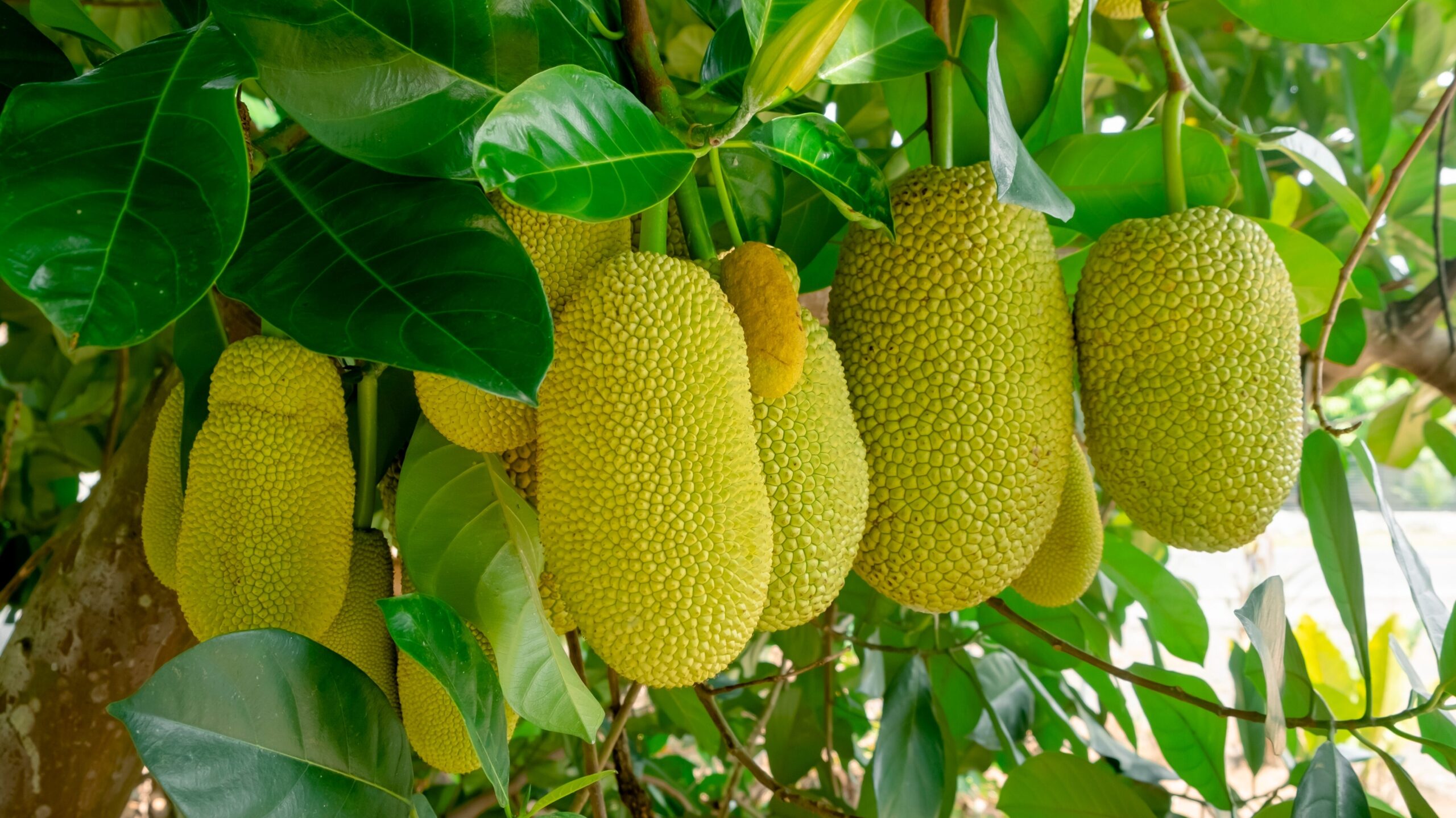 Pflanzen gegen Mücken Cempedak