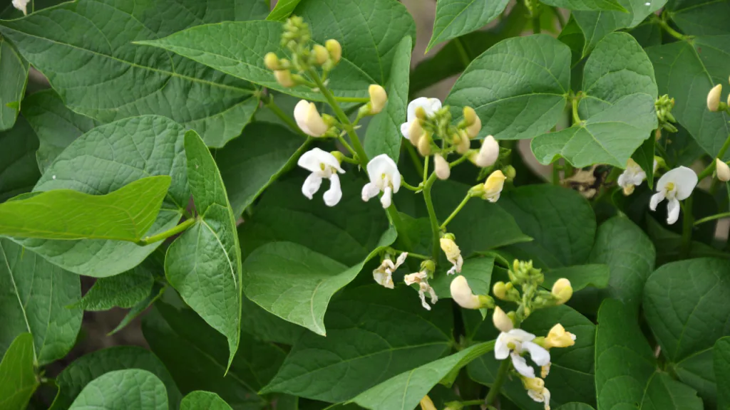 Gartenbohnen können stattliche Wuchshöhen erreichen und sehen dekorativ aus
