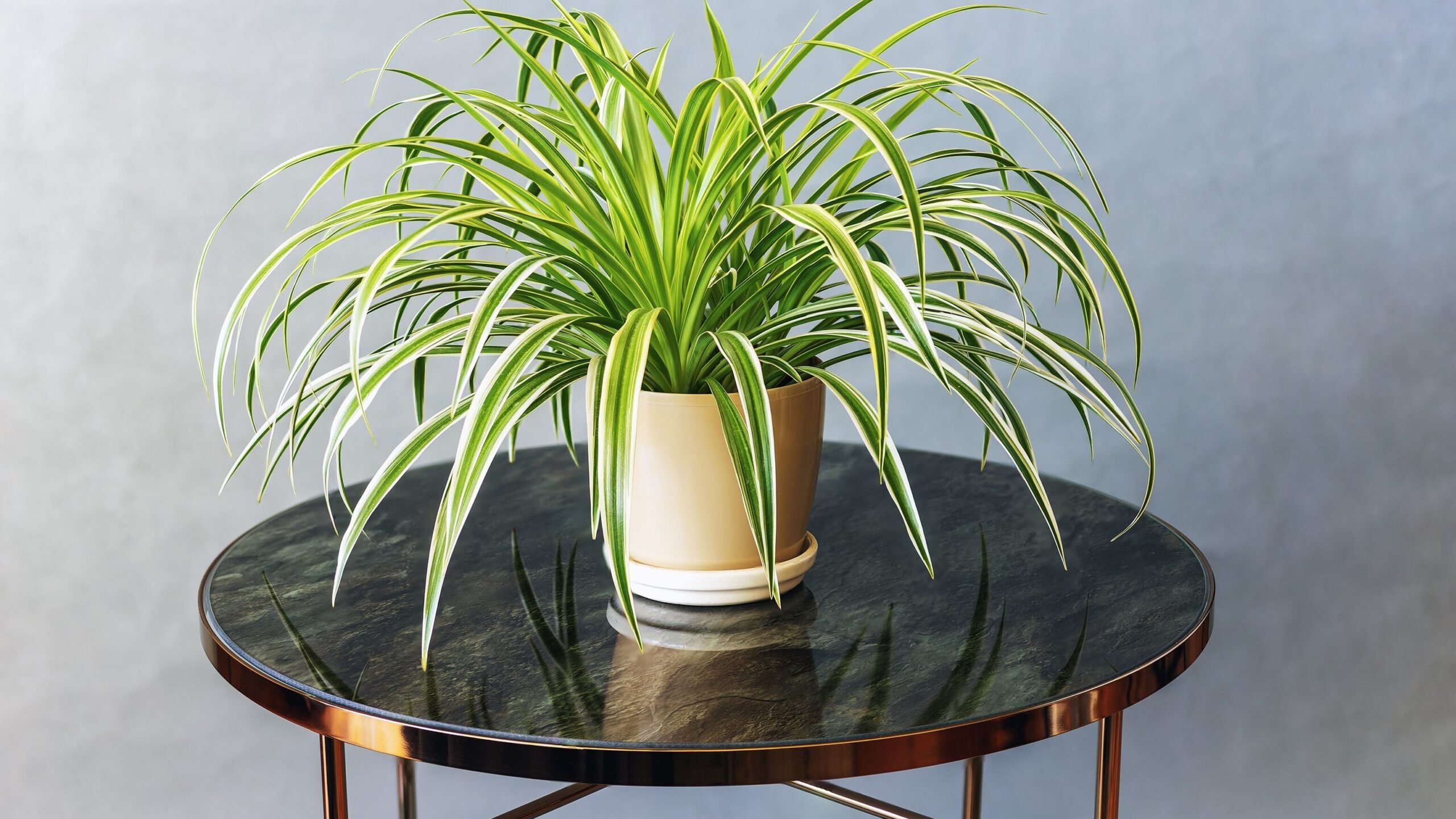 luftreinigende Zimmerpflanzen