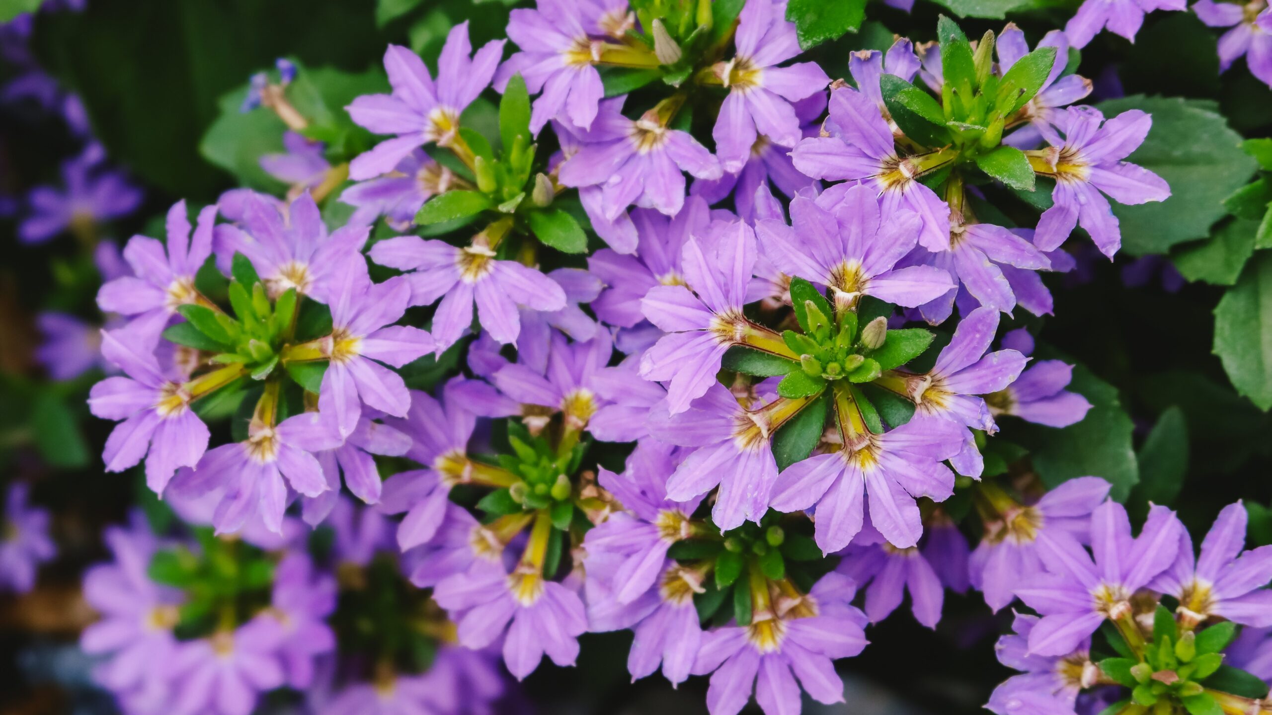 bienenfreundliche Balkonplanzen Fächerblume