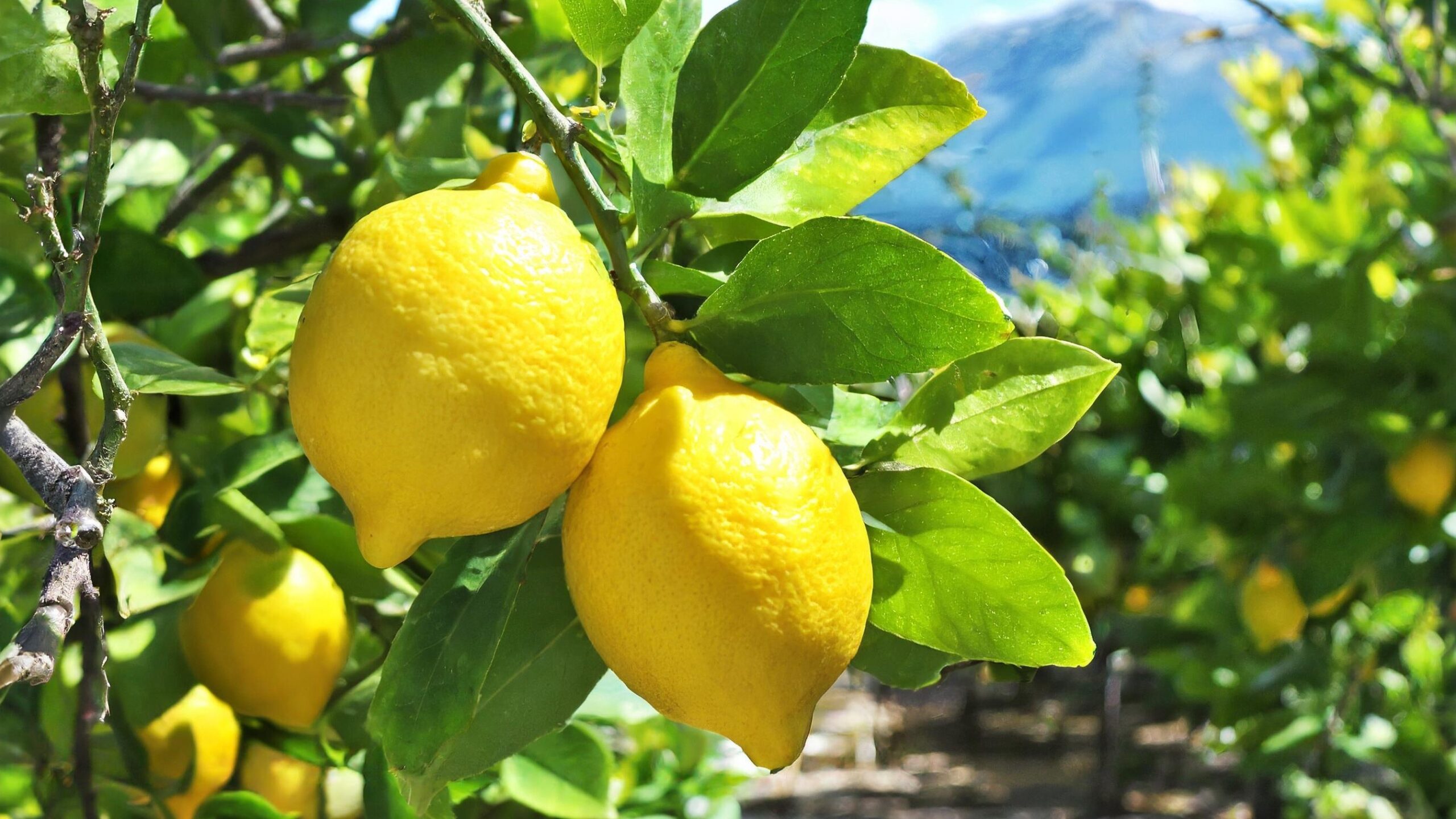 Sommer-Balkonpflanze
