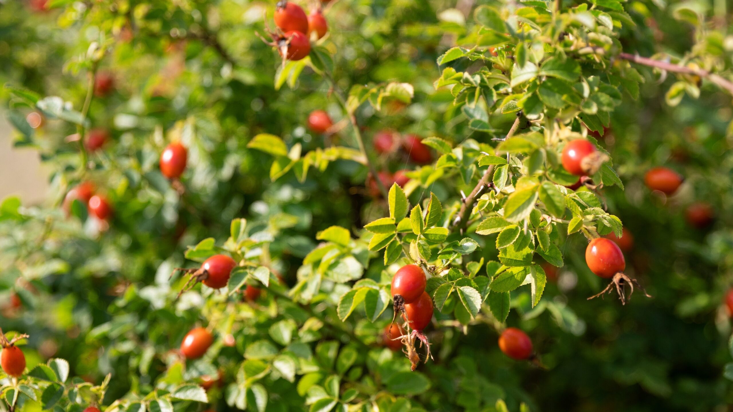 essbare Balkonpflanzen