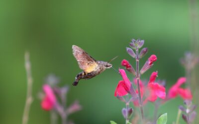 Pflanzen gegen Mücken – natürliche Abwehr ohne Chemie