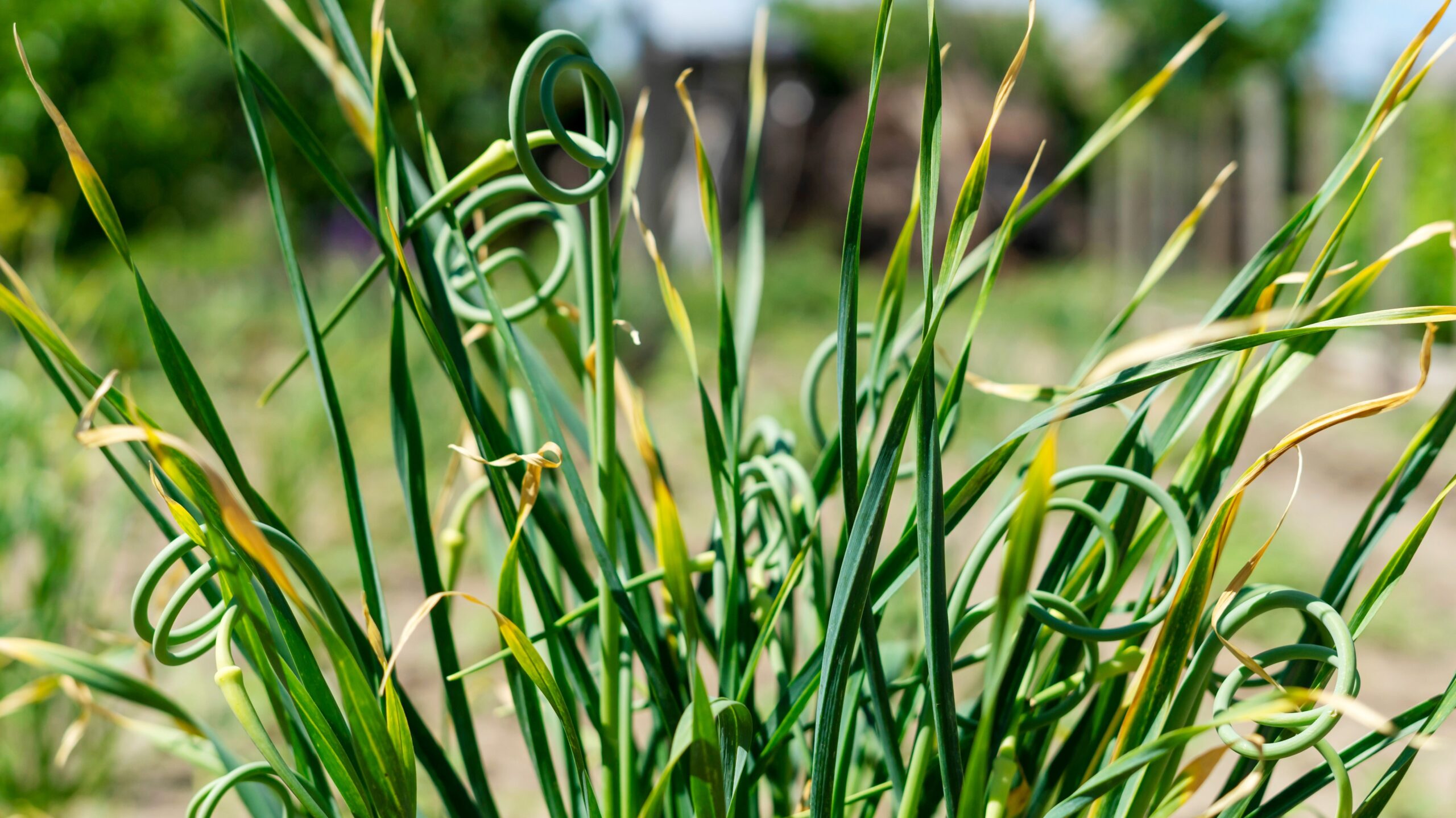 Pflanzen gegen Mücken Knoblauch