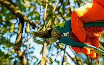 Der Garten im März: Was jetzt zu tun ist!