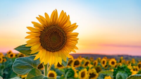 Sonnenlieschen