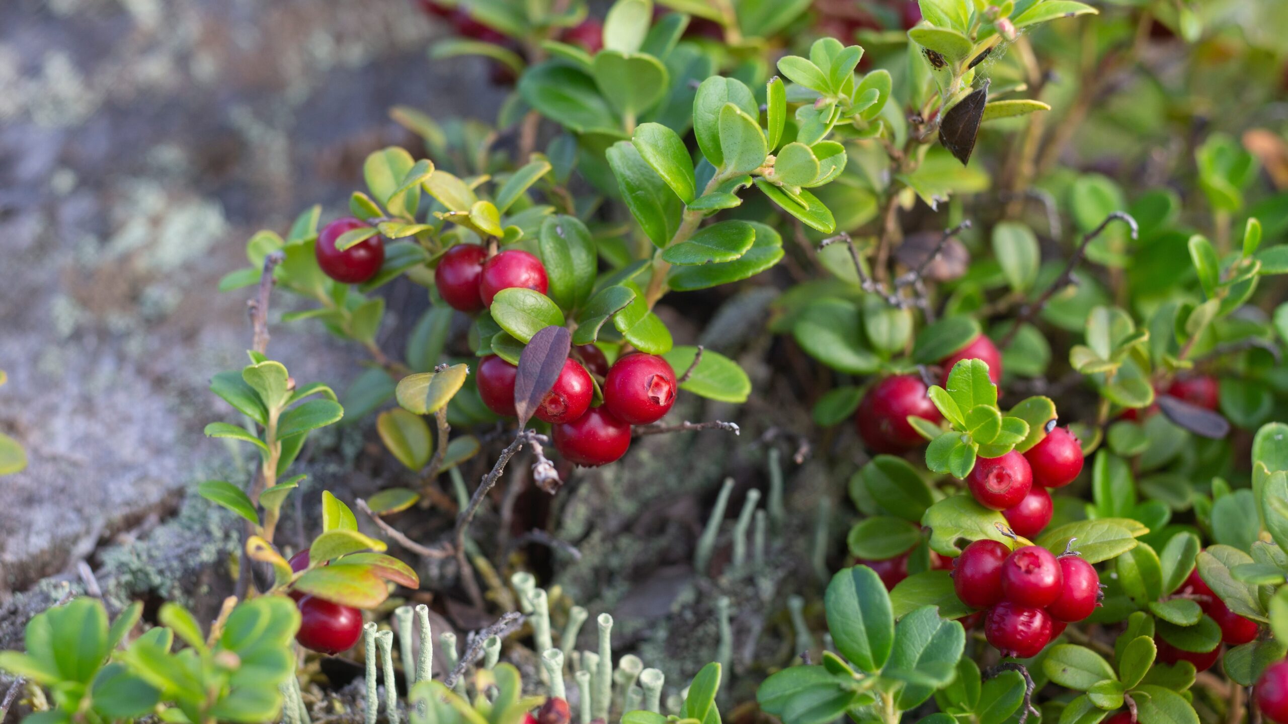 essbare Balkonpflanzen