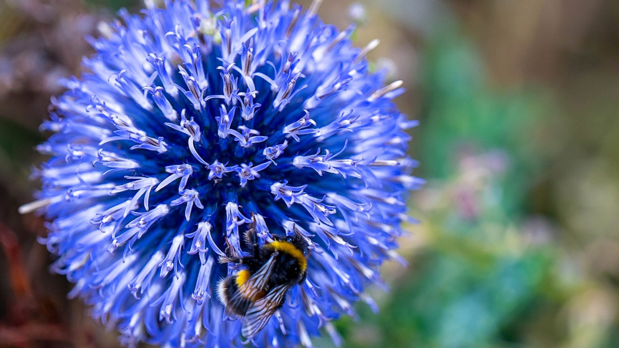 Beliebte Kugeldistel als Sommer-Balkonpflanze