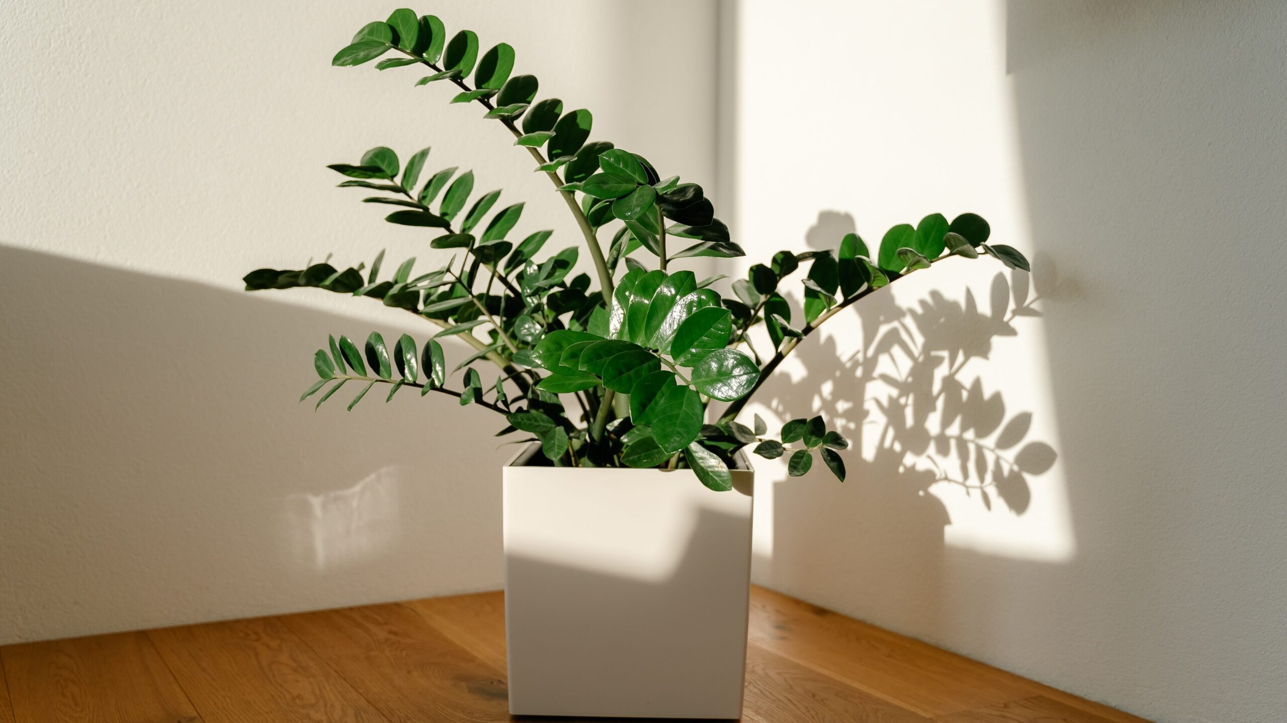 luftreinigende Zimmerpflanzen