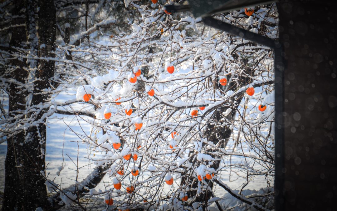 Die Kräfte der Natur: Wie Mond, Frost und Regen Ihren Garten steuern