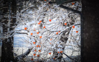 Die Kräfte der Natur: Wie Mond, Frost und Regen Ihren Garten steuern