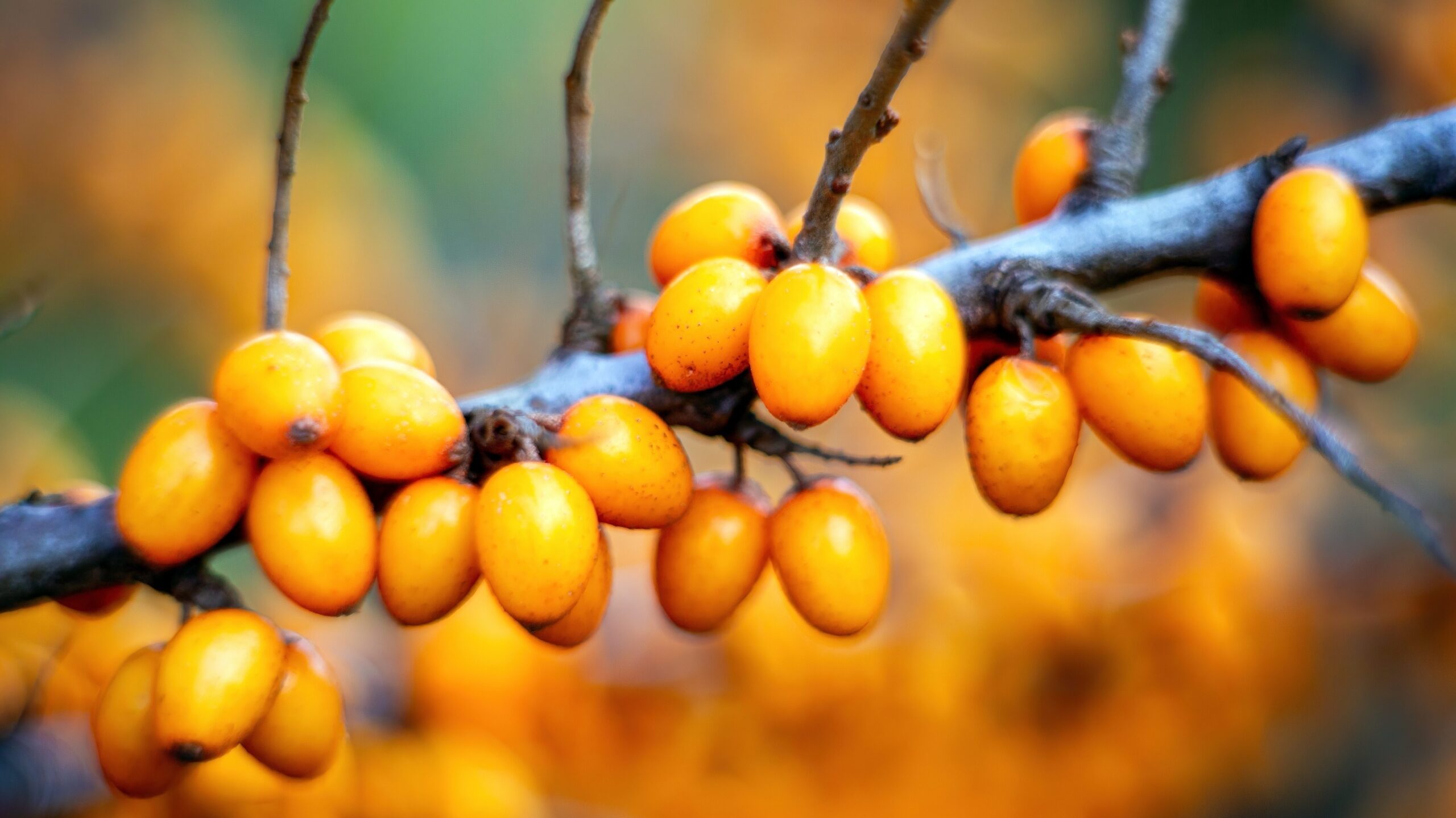 essbare Balkonpflanzen