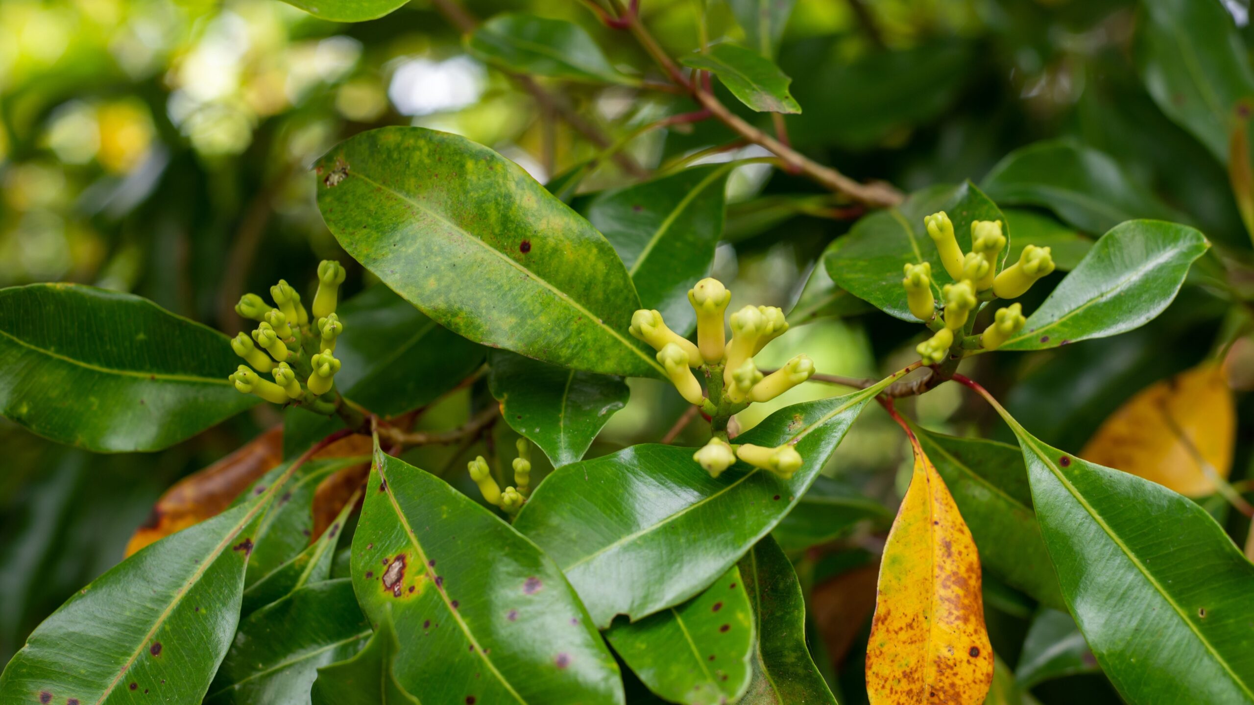 Pflanzen gegen Mücken Gewürznelke