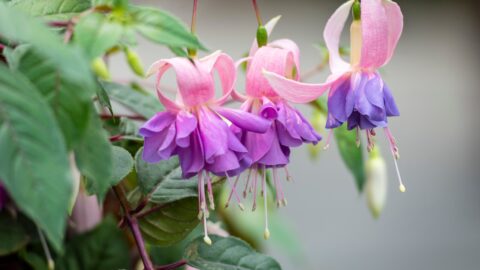 Gartenfuchsie