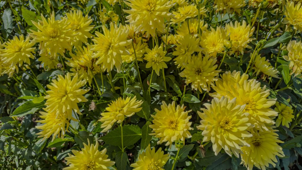 Dahlie bienenfreundliche Balkonplanzen