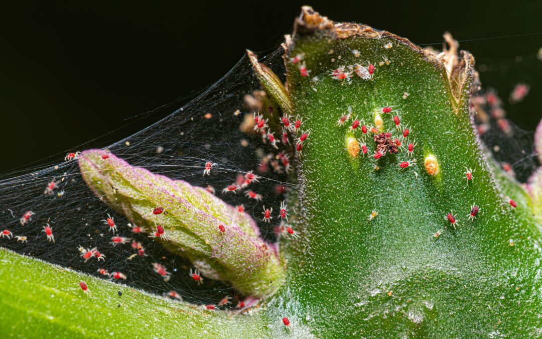 Schädlingsalarm im Winter: Warum Zimmerpflanzen jetzt besonders gefährdet sind